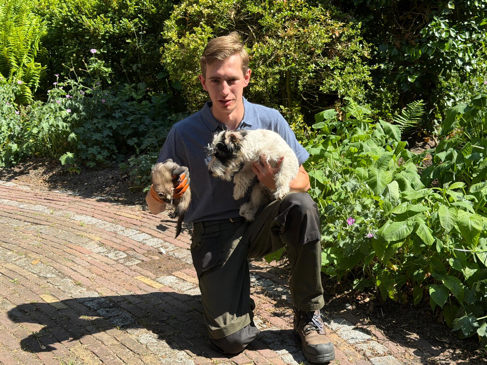 Werkhond en fret tijdens een gifvrije rattenbestrijding